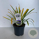 Agapanthus 'Dr Brouwer' 25-30 cm 3,0L