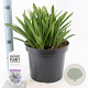 Agapanthus 'Dr Brouwer' 30-35 cm 7,5L
