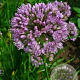 Allium lusitanicum GM P9