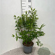 Forsythia int. Week-End 60-80 cm 5,0L