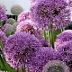 Allium 'Pinball Wizard' GM  P11
