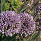 Allium senescens 'Meise' GM P9