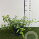Forsythia Marée d'Or 30-40 cm 3,0L