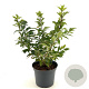 Forsythia vir. 'Kumson' 30-40 cm 3,0L