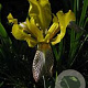 Iris e. 'Variegata' GM P9