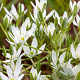 Ornithogalum umbellatum GM P9