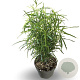 Frangula alnus Fine Line 60-80 cm 4,0L
