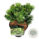 Pinus mugo 'Carsten's Wintergold' 15-20 cm