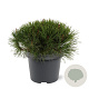 Pinus mugo subsp. mugo 25-30 cm 3,5L