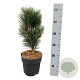 Pinus nigra 'Loïs' 30-40 cm 4,5L