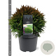 Thuja occidentalis 'Danica Aurea' 25-30 cm 3,5L