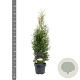 Thuja occidentalis 'King of Brabant' 60-80 cm 3,0L
