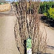 Frangula alnus Fine Line 150-175 cm 20L