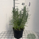 Lavandula ang. 'Dwarf Blue' GM 2,0L