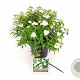 Spiraea jap. 'Albiflora' 25-30 cm 3,0L