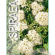 Spiraea jap. 'Albiflora' 25-30 cm 3,0L