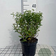 Spiraea jap. 'Albiflora' 30-40 cm 3,0L