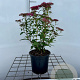 Spiraea jap. 'Dart's Red' 30-40 cm C1.3