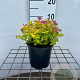 Spiraea jap. 'Golden Princess' 25-30 cm C1.3