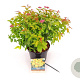 Spiraea jap. 'Goldflame' 25-30 cm 3,0L