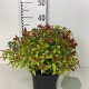 Spiraea jap. 'Goldflame' 25-30 cm 3,0L
