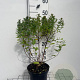 Spiraea jap. 'Manon' 30-40 cm 3,0L
