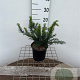Taxus b. 'Repandens' 20-25 cm 2,0L