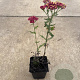 Achillea m. 'Paprika' GM P9