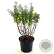 Fuchsia 'David' 25-30 cm 2,0L