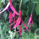 Fuchsia magellanica GM P9