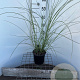 Miscanthus sin. 'Gracillimus' 40-50 cm 2,5L