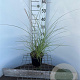 Miscanthus sin. 'Kleine Silbersp.' 30-40 cm 2,5L