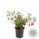 Fuchsia 'Mrs Popple' GM 1.5