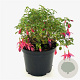 Fuchsia 'Tom Thumb' 25-30 cm 2,0L