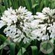 Agapanthus afr. 'Albus' GM P9