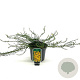 Genista pilosa 'Vancouver Gold' 25-30 cm 2,0L
