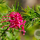 Grevillea 'Canberra Gem' 25-30 cm 2,0L