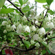 Halesia monticola 'Variegata' 25-30 cm 2,0L
