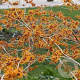 Hamamelis int. 'Aphrodite' 125-150 cm 20L
