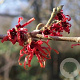 Hamamelis int. 'Diane' 40-60 cm 3,0L