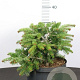 Abies nordmanniana 20-30 cm 10L