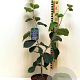Hamamelis mollis 40-50 cm 2,0L