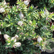 Hebe albicans GM 2,0L