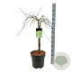 Acer pal. 'Dissectum' 50 cm stam 14L