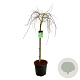 Acer pal. 'Dissectum' 100 cm stam 30L