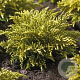 Hebe ochracea 'James Stirling' 25-30 cm 2,0L