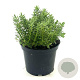 Hebe 'Red Edge' 25-30 cm 2,0L