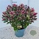Hebe 'Tricolor' 25-30 cm 2,0L