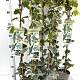 Hedera colchica 'Dentata Variegata' 70-80 cm rozenpot 2L