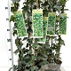 Hedera helix 70-80 cm rozenpot 2L